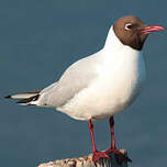 Mouette rieuse