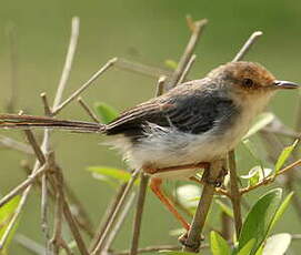 Prinia de São Tomé