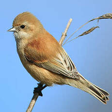 Rémiz penduline