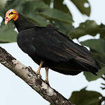 Urubu à tête jaune