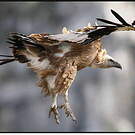 Vautour fauve