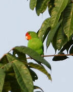 Red-headed Lovebird