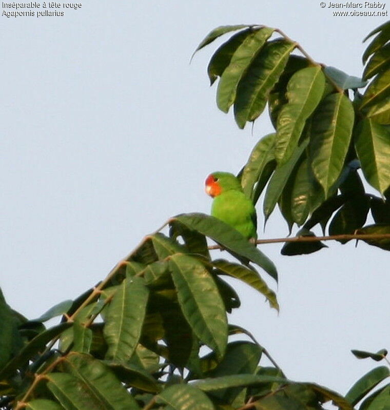 Red-headed Lovebird male
