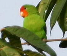 Red-headed Lovebird