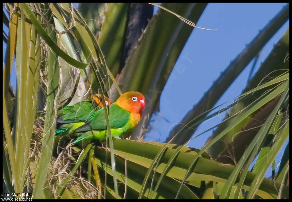 Fischer's Lovebirdadult, habitat, pigmentation