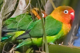 Fischer's Lovebird