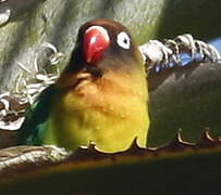 Fischer's Lovebird