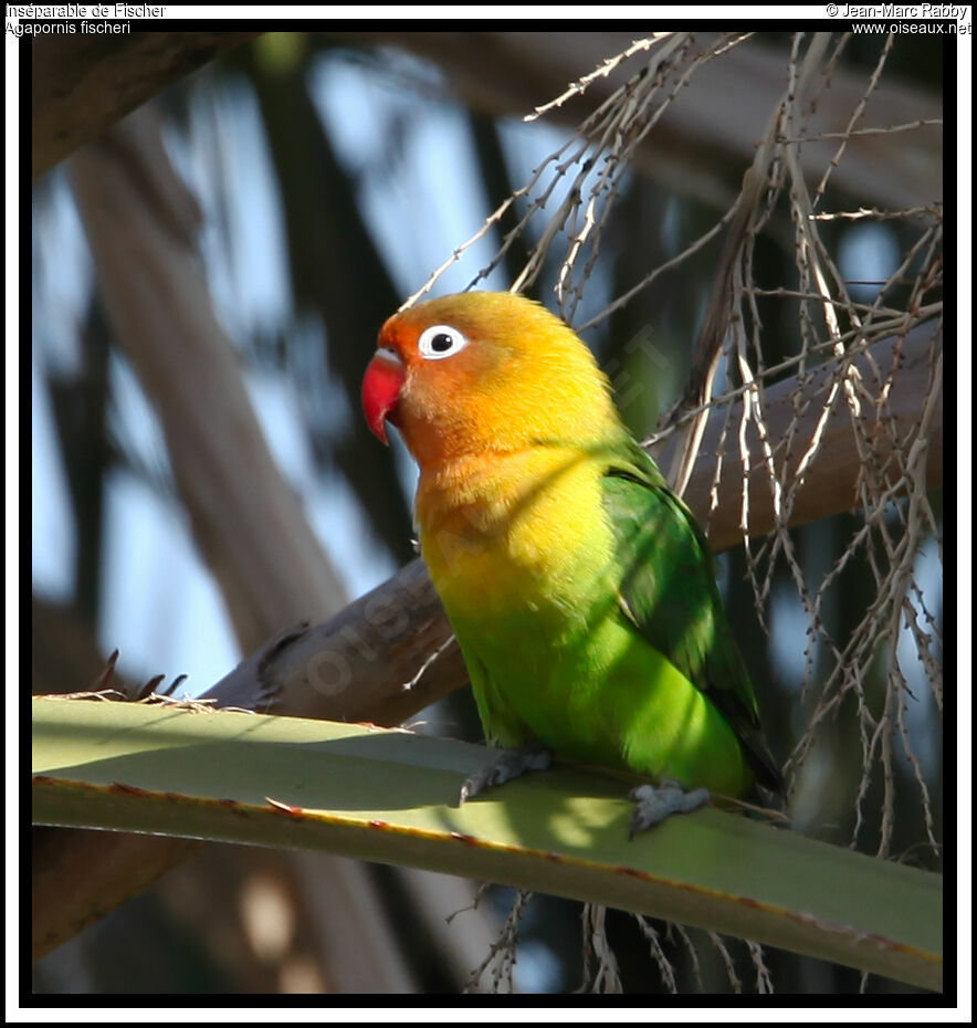 Fischer's Lovebird, identification