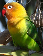 Fischer's Lovebird