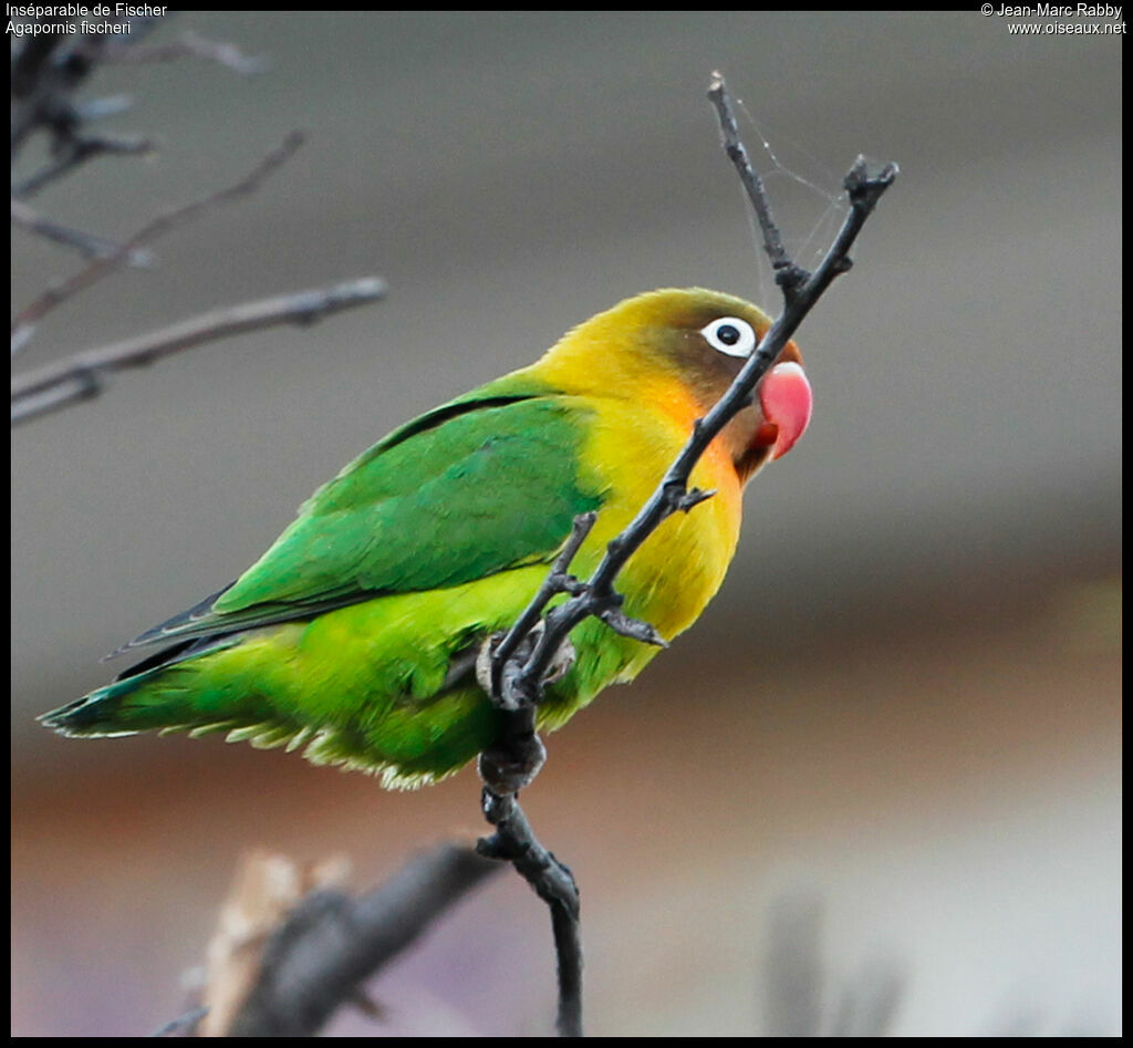 Fischer's Lovebird, identification