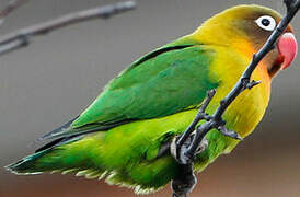 Fischer's Lovebird