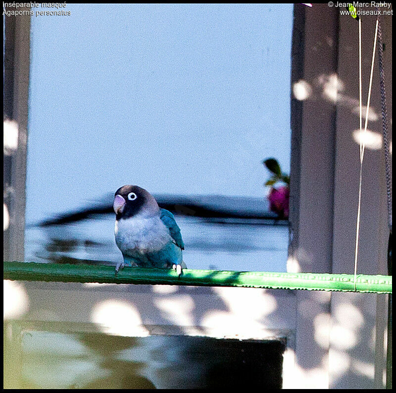 Inséparable masqué, identification