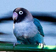 Yellow-collared Lovebird