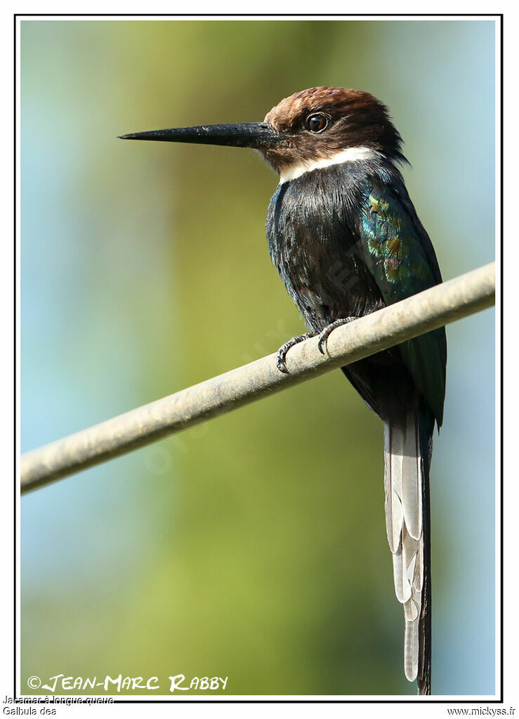 Jacamar à longue queue, identification