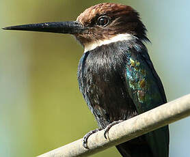 Jacamar à longue queue