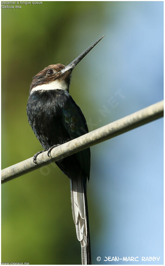 Paradise Jacamar, identification