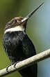 Jacamar à longue queue