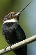 Jacamar à longue queue