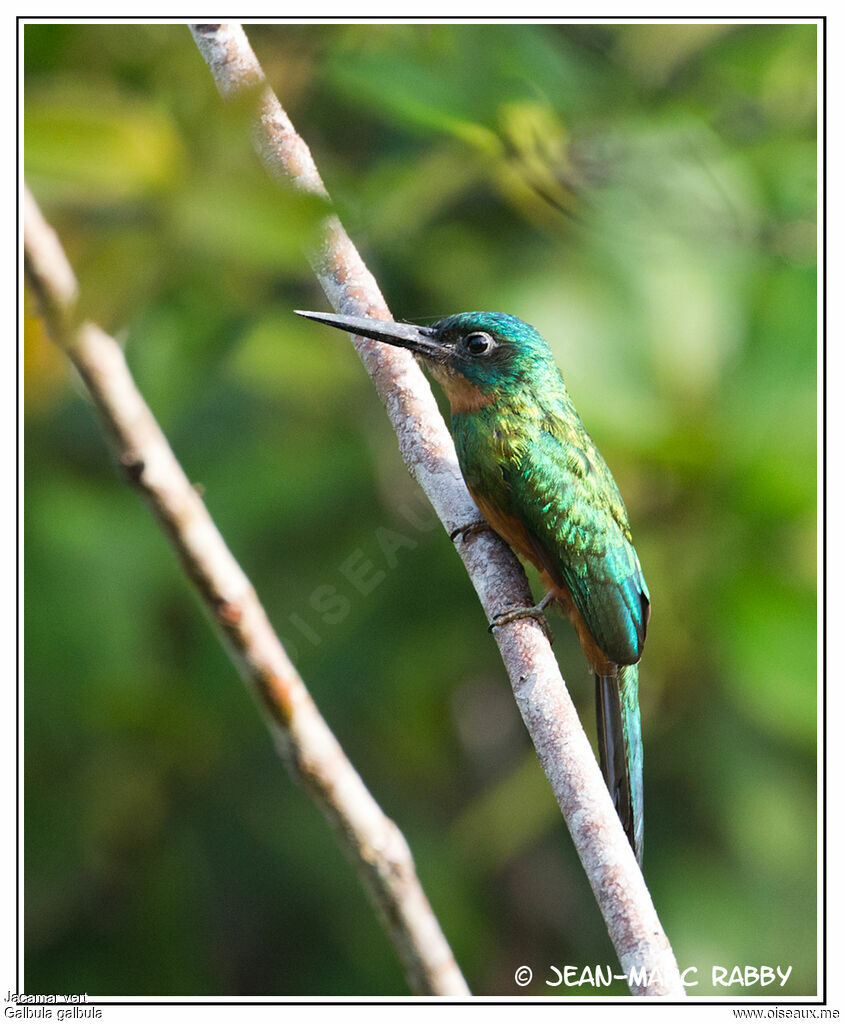 Jacamar vert, identification