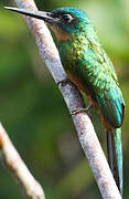 Green-tailed Jacamar