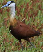 Jacana à poitrine dorée