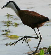 Jacana à poitrine dorée