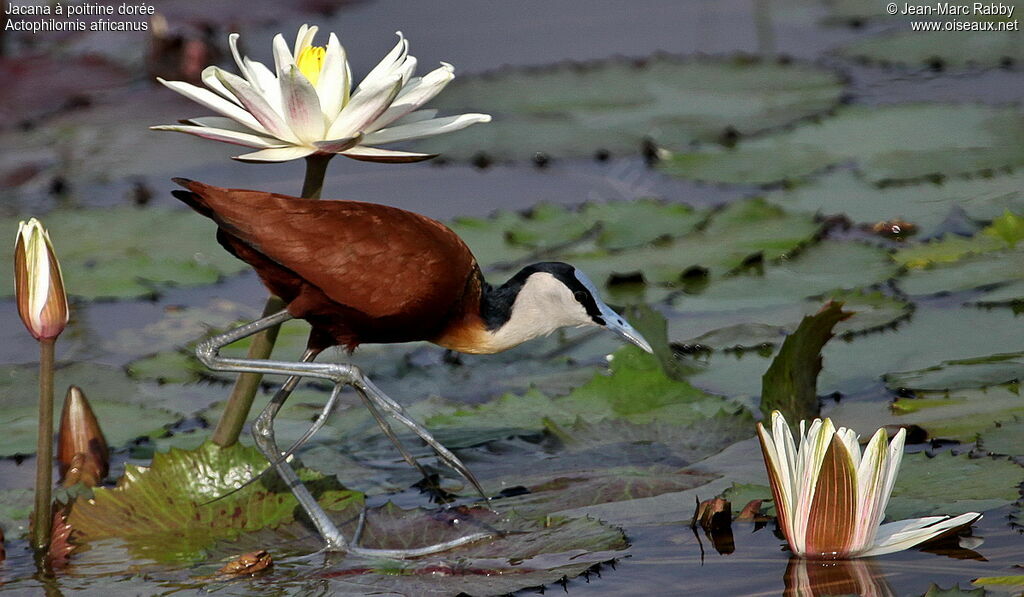 African Jacana, identification