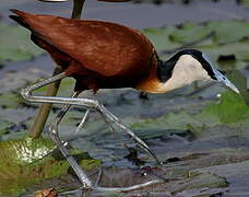 Jacana à poitrine dorée