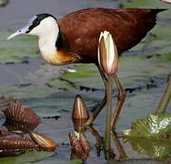 Jacana à poitrine dorée