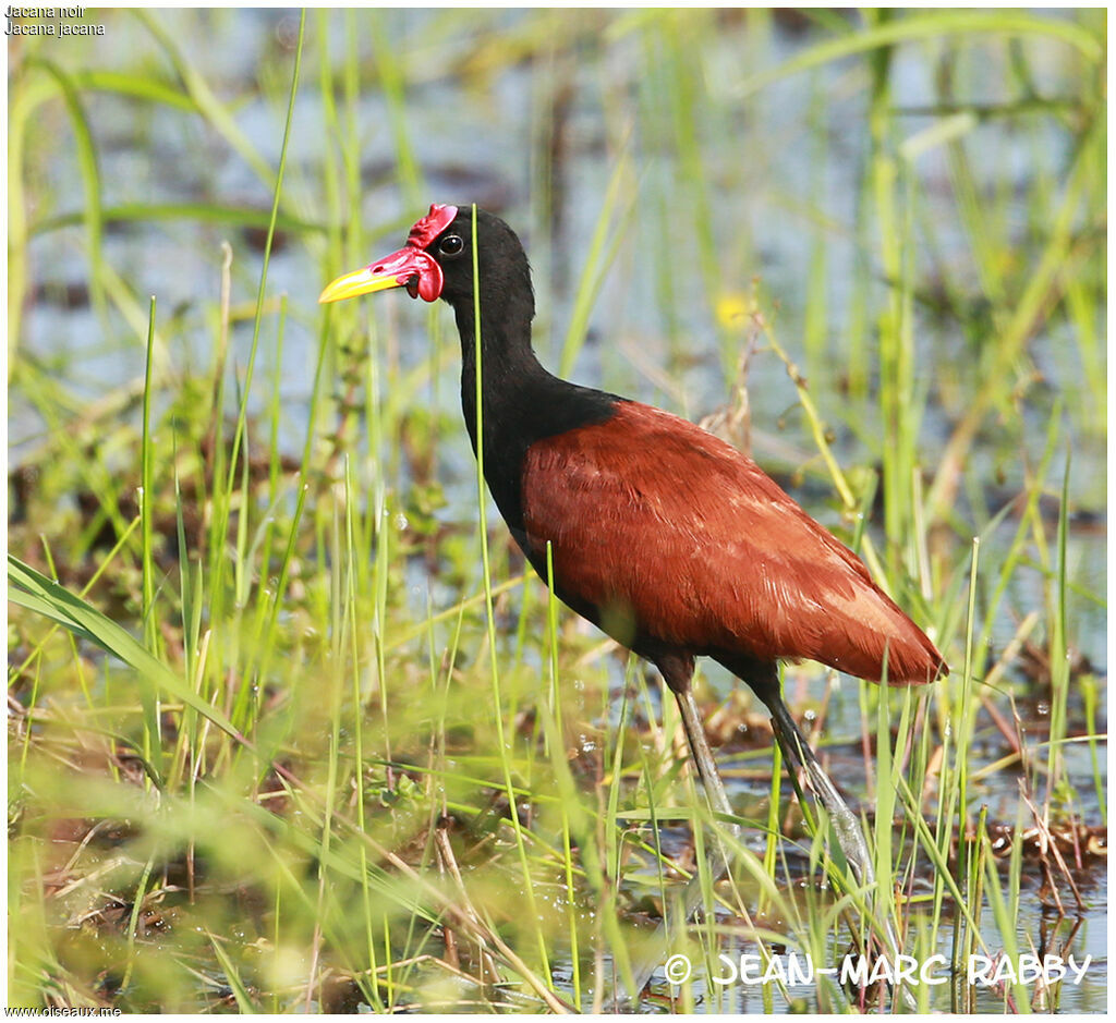 Wattled Jacana, identification