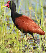 Wattled Jacana