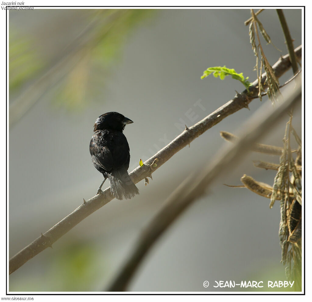 Blue-black Grassquit, identification