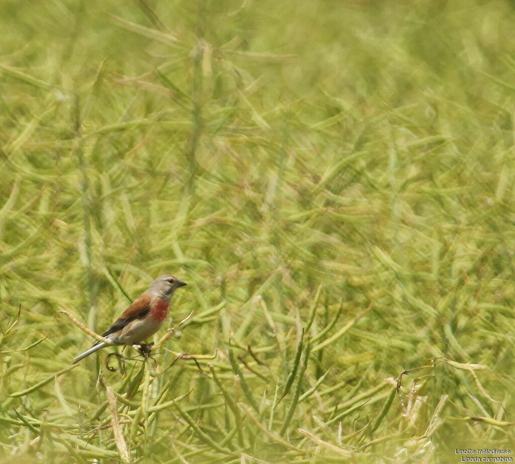 Common Linnet, identification