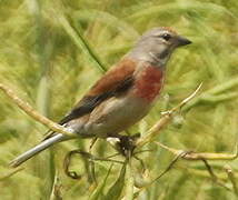 Linotte mélodieuse