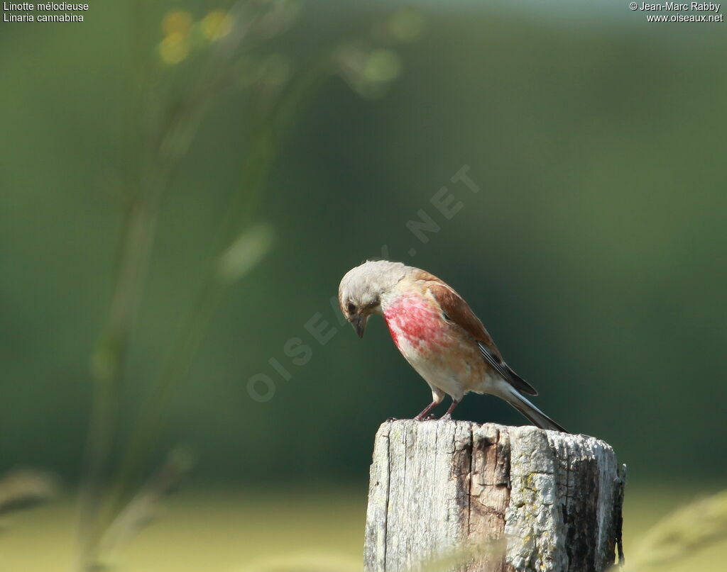 Common Linnet, identification