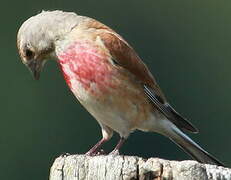 Linotte mélodieuse