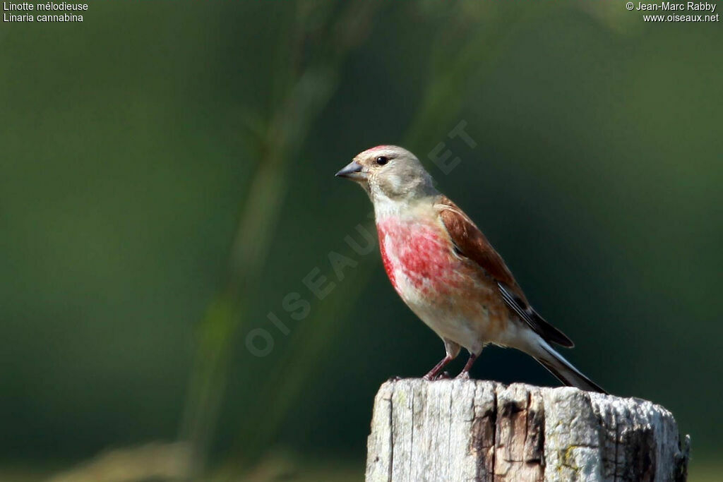 Linotte mélodieuse, identification