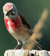 Common Linnet