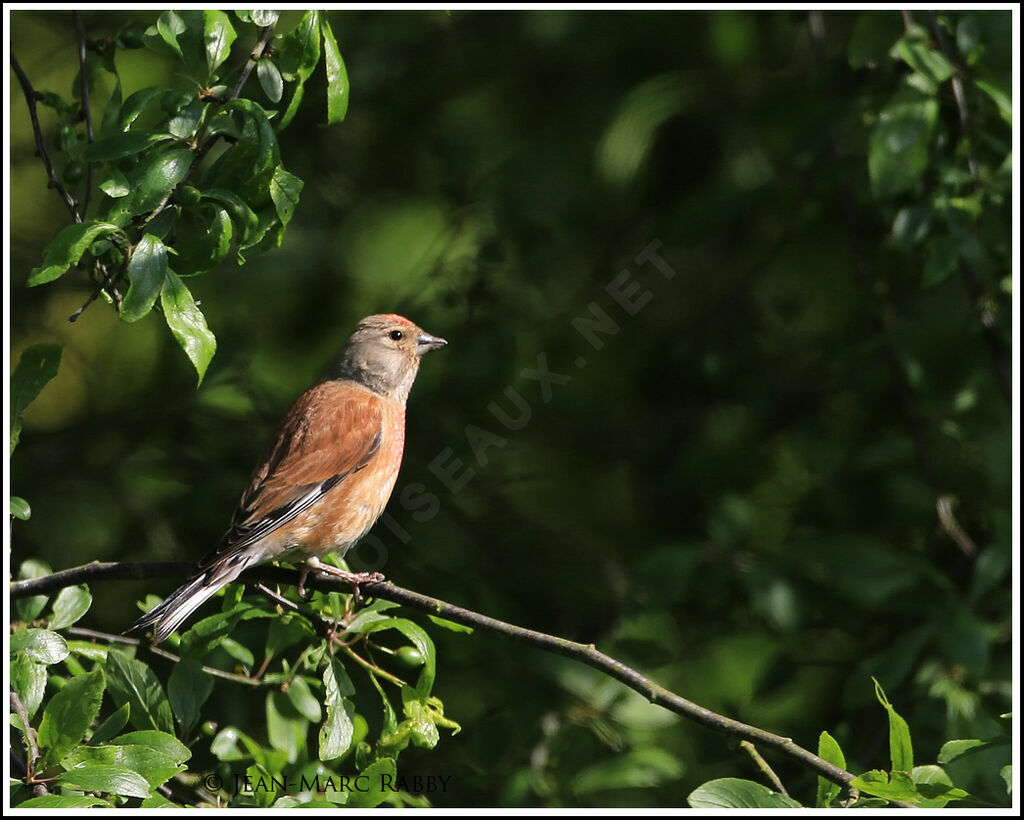 Common Linnet, identification