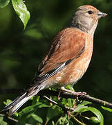 Common Linnet