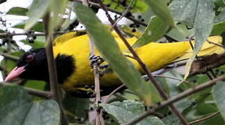 Black-winged Oriole