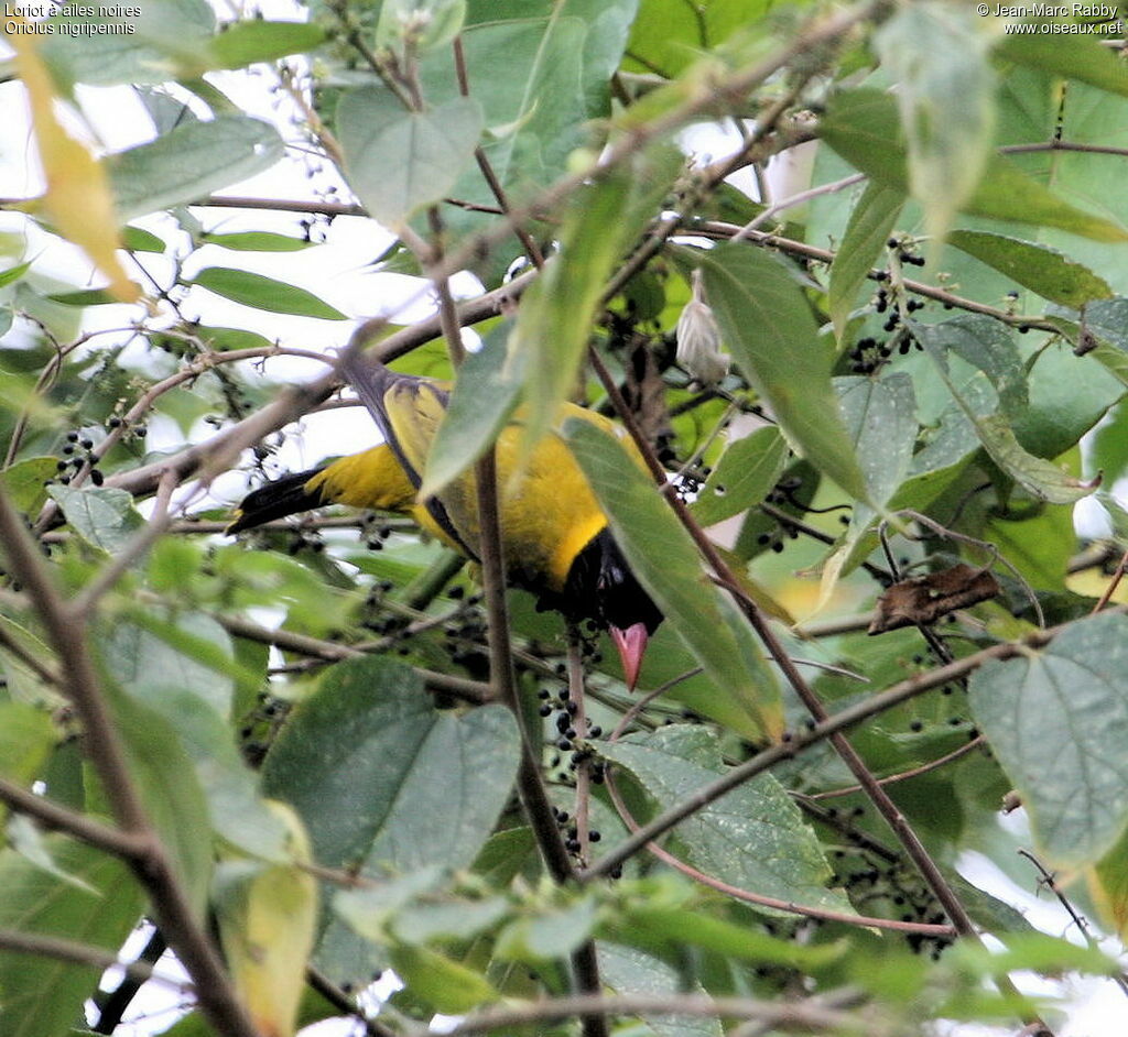 Black-winged Oriole