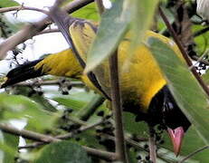 Black-winged Oriole