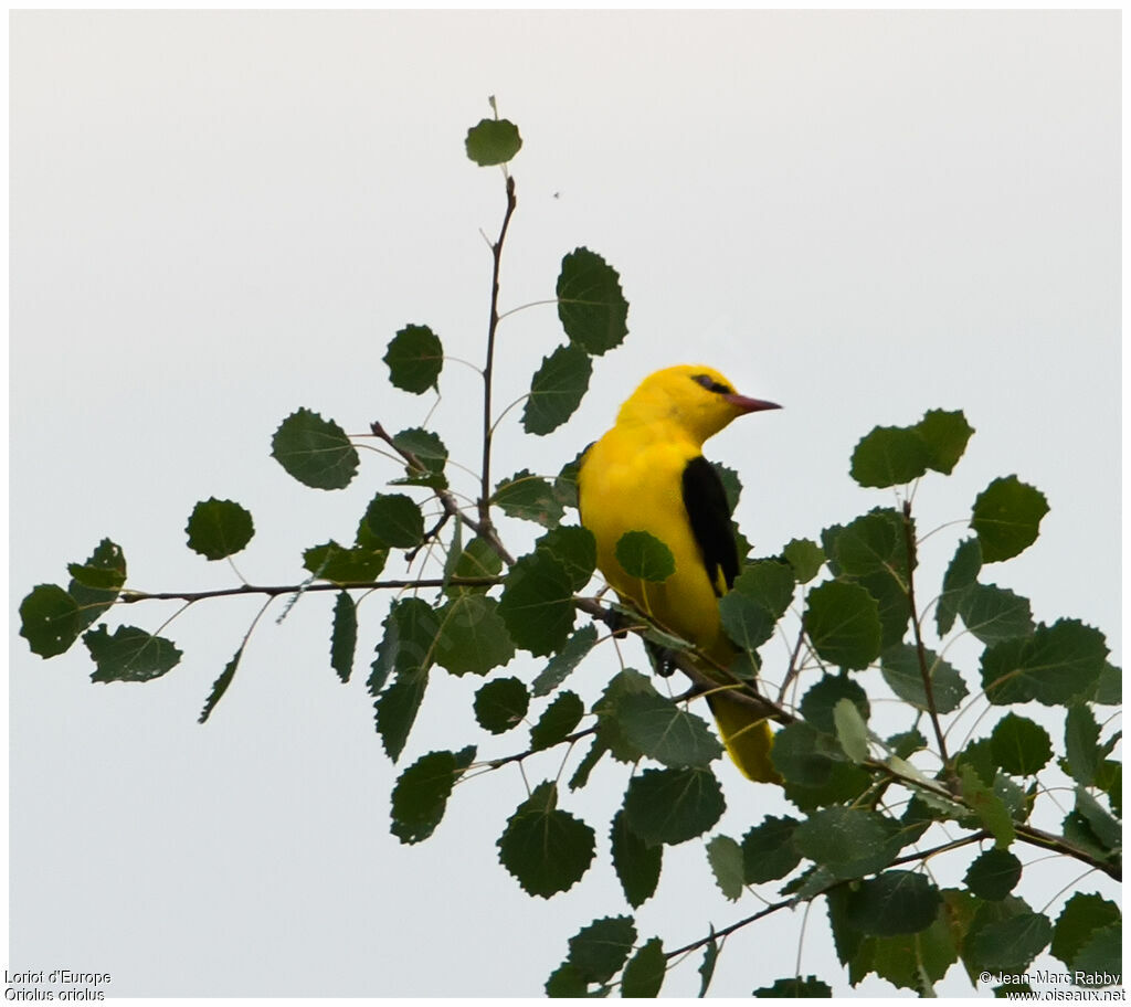 Loriot d'Europe, identification