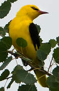 Eurasian Golden Oriole