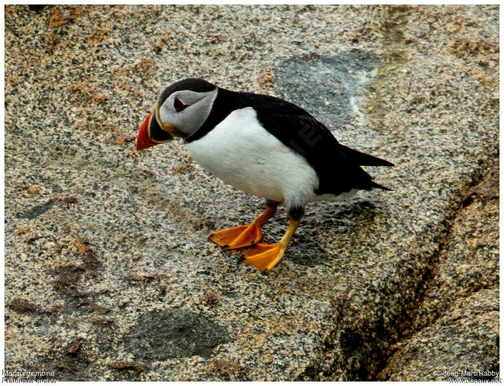 Atlantic Puffin, identification