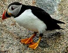 Atlantic Puffin