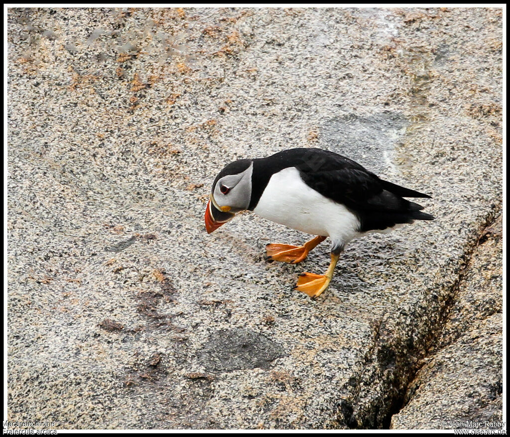 Atlantic Puffin, identification