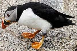 Atlantic Puffin