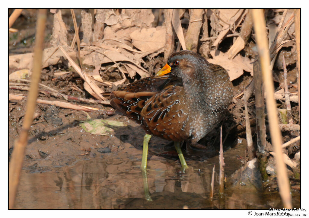 Spotted Crake, identification